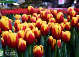 Tulipa Sante ® (2)